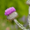 _DSC1095